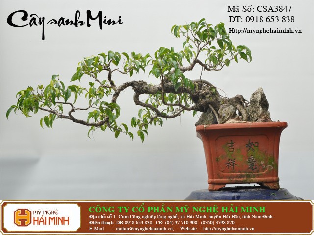 Do go my nghe Hai Minh - Hai Hau - Nam Dinh